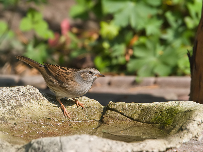 Prunella modularis Heggenmus Hedge Accentor